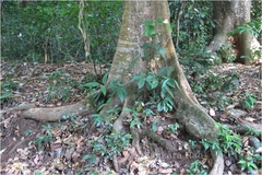 Amoora canarana
